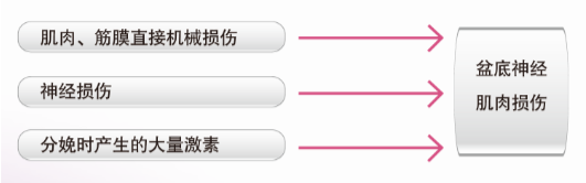 超级福音扑面而来——进口盆底康复设备帮助您